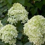 Little Lime™ Hydrangea